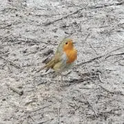Robinの画像