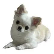 amiの画像