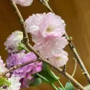 紫の画像