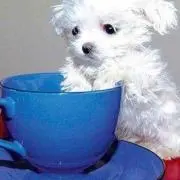 ピヨママの画像