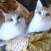 佐賀ちゃんの画像
