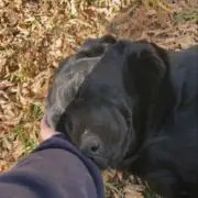 Rの画像