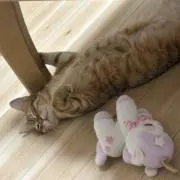 あーるの画像