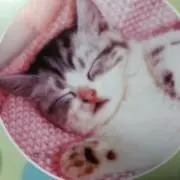 レオンの画像