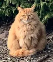 エルモZの画像