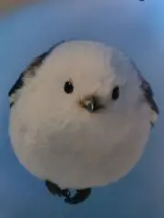 やっちゃんの画像