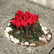 たねっしーの画像