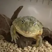 トマトの画像