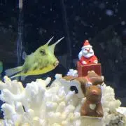 えりつん