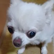 ゆっこの画像