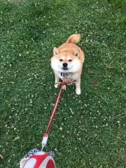 たま3