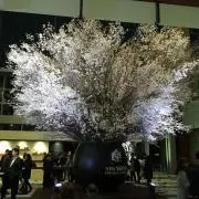 ヨツの画像