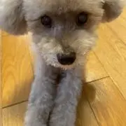Chiffonの画像
