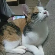 おもち