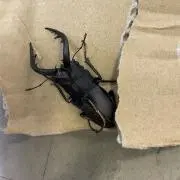 tomoの画像