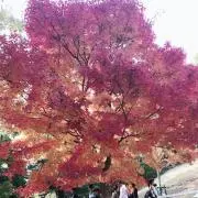 momiziの画像