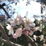 まちゅ