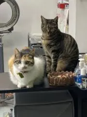 ルナの画像