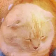 くるみ（即購入も歓迎♪の画像