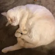 こんぺいとーの画像