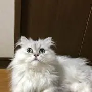 cccmalie シーマリー⭐︎スカラップビスチェ 38 - メルカリ