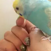ピコリコ