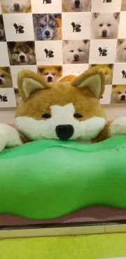 だいずの画像