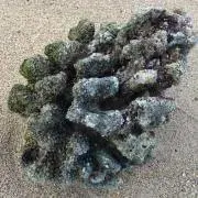 ホドホド