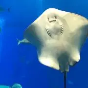 だいの画像