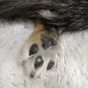 ピコの画像