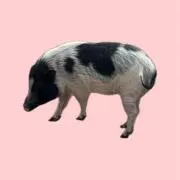 ゆいぴの画像