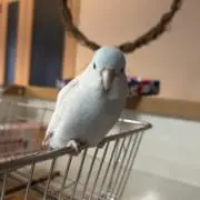 Hamの画像