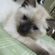 momosaku