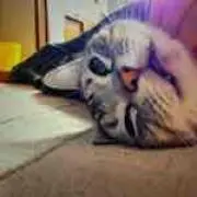 ぽんぽん