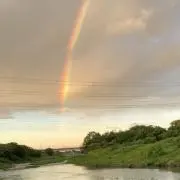 シロピノ