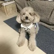 クラクラ