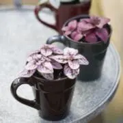 haru