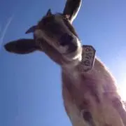 ゆめ