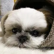 ボンド