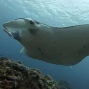 Hの画像