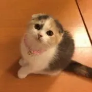 ぷりんの画像