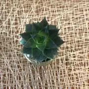 ニークの画像