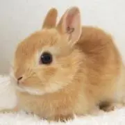 らびの画像