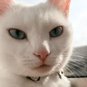 きかの画像