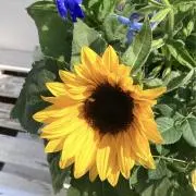 あーる7の画像