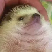 考えるハリネズミ