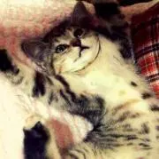 ねこ家