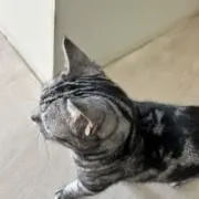 タフボーイの画像