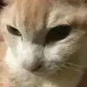Image of ねこじゃらし♡コメントはプロフ必読後⚠️