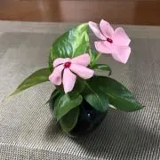 京女の画像